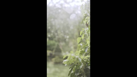 Calm Rain Video