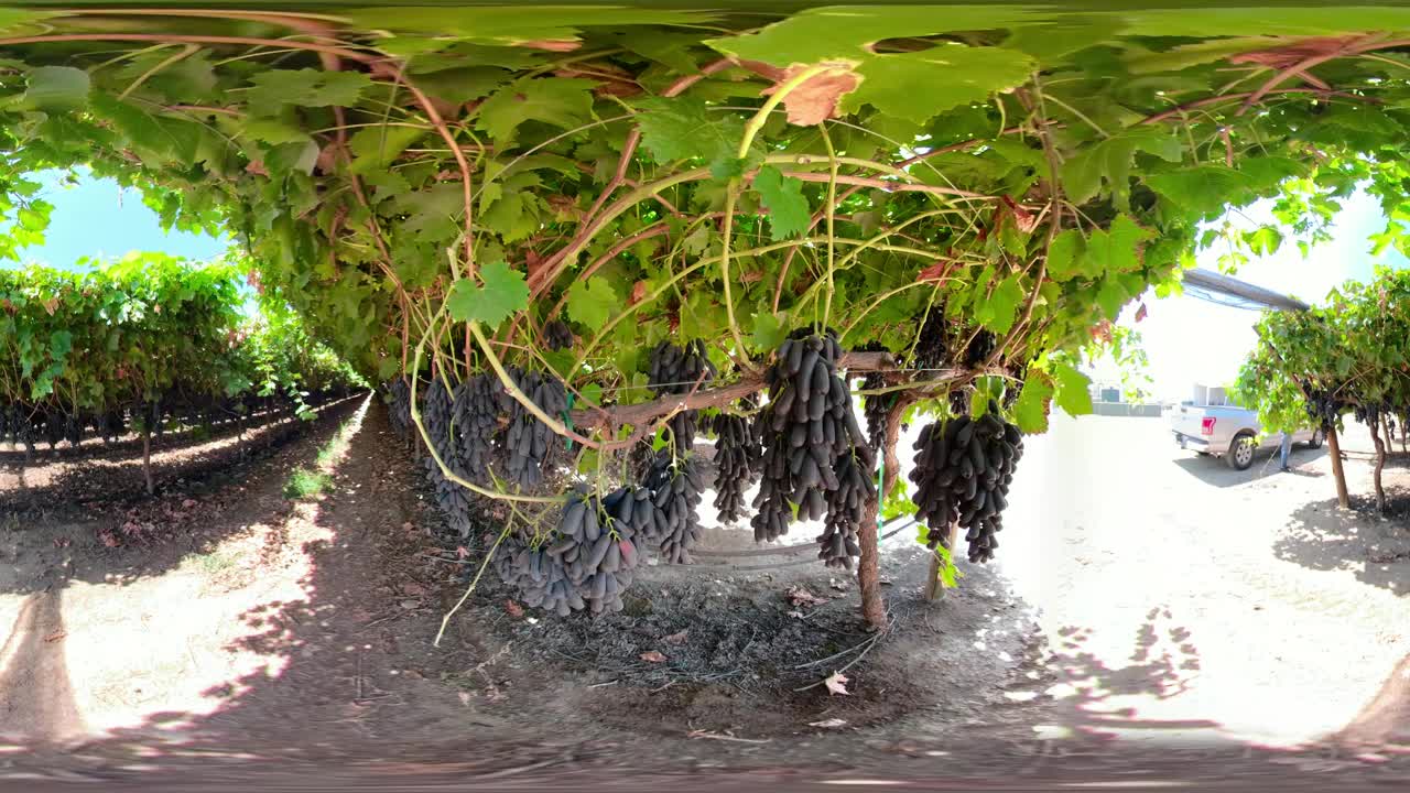 How Cotton Candy Grapes Are Made (360° VR)