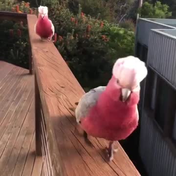 hese Pink Galahs partner for life 💞 Apply for a feature following