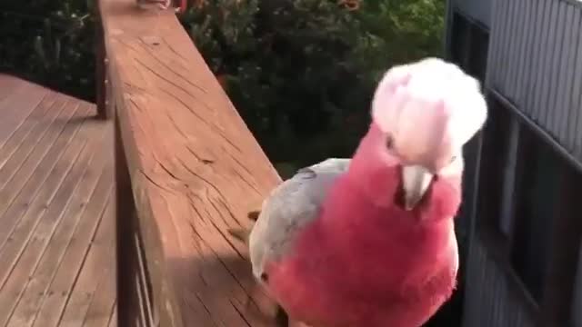 hese Pink Galahs partner for life 💞 Apply for a feature following