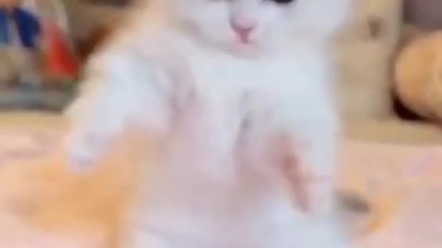 adorable playful cat
