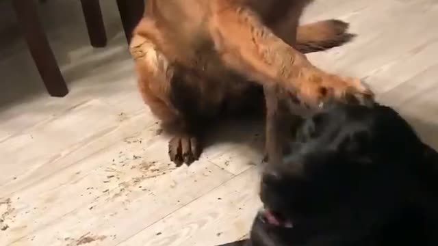 German Shepherd points out her best friend