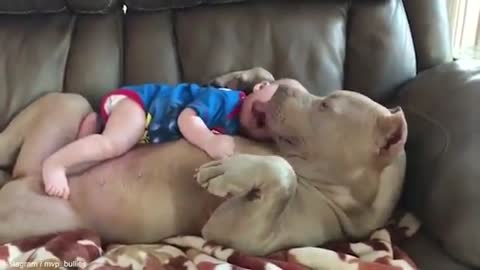 Baby sleep on pitbull