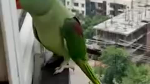 A talking parrot need help