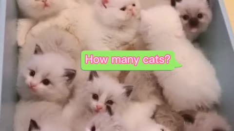 HOW MANY KITTEN >^.*<