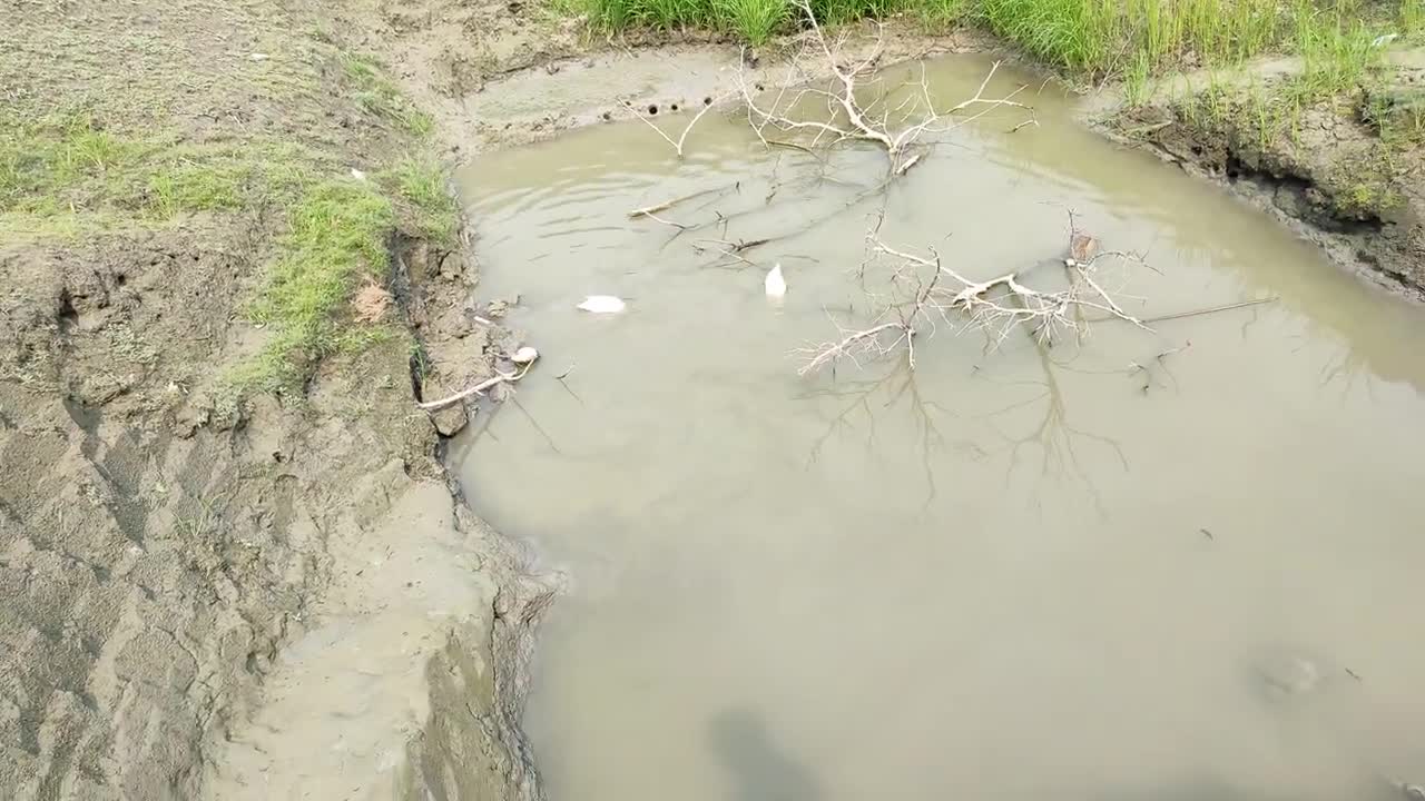 Duck and goose finding eat form pound
