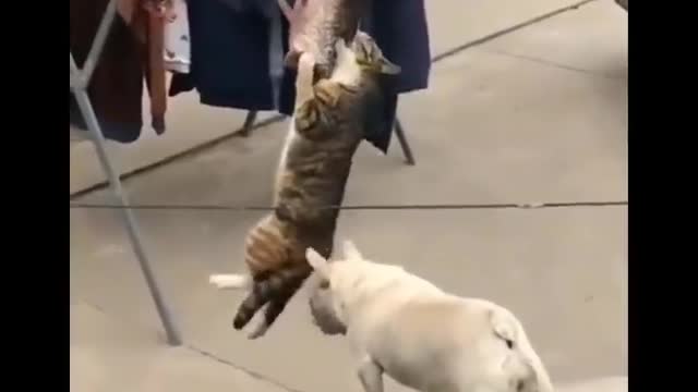 Funny Cats