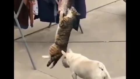 Funny Cats