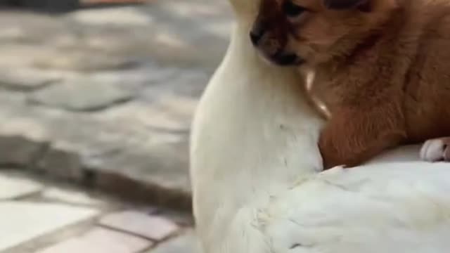 Cute dog/puppy