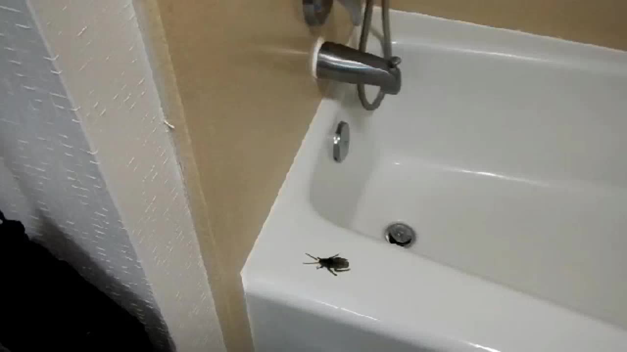 Fake Cockroach Prank