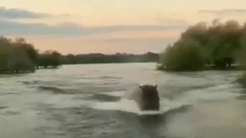 SOMEBODY BOARDING A BOAT ESCAPE FROM A HIPPOPOTAMUS ATTACK