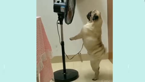 Pug is feeling hot but can't reach the Fan