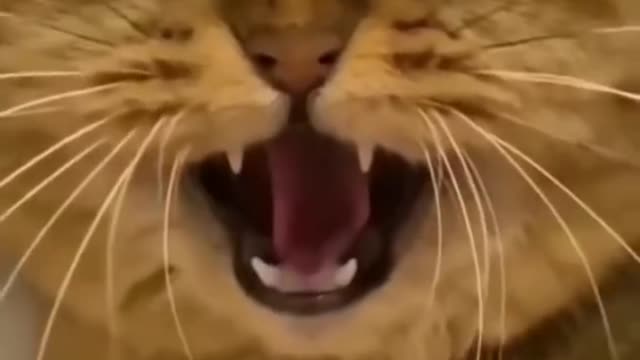 A cat sing a song funny reaction