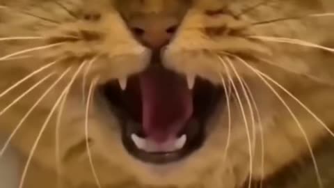 A cat sing a song funny reaction