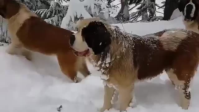 Cute dog