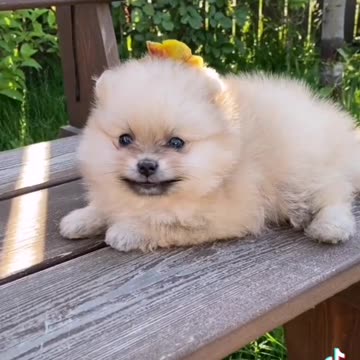 Puppy and funny dog 🐕🐕