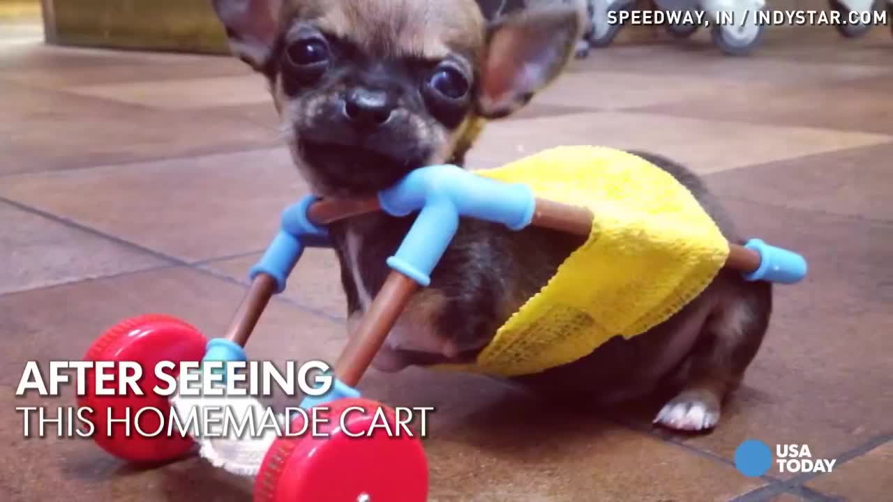 This two-legged dog's wheels are cooler than yours! _ Animalkind