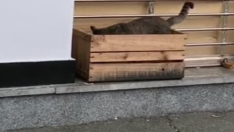 Cat playing hide and seek in the box