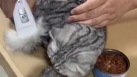 Cat Grooming Hire Cut