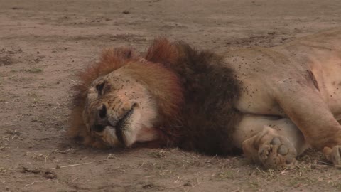 Lion full of flies lies down on the ground