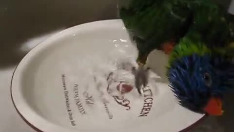 Lorikeet Is Bathing IN Water.