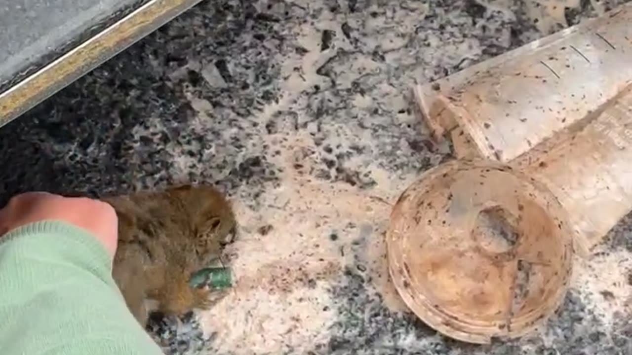 Group of Men Captivated by Squirrel Drinking Coffee