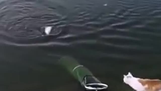 Fisher cat surprises people on the lake. FUNNY & CRAZY 😅