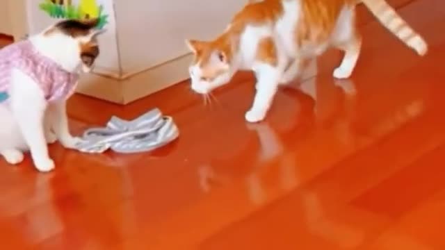 Funny pets