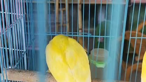 yellow parrot