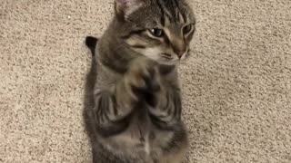 Clever Kitty Begs For Attention