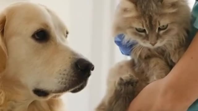 a dog sitting pretty waiting for a cat friend to be examined by a doctor