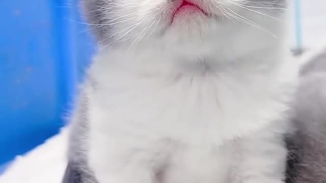 funny cat