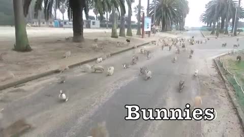 The running of the Bunnies!!!