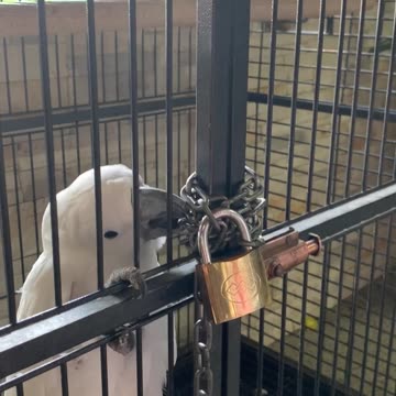 Adorable parrot trying to escape… So cute, so smart…