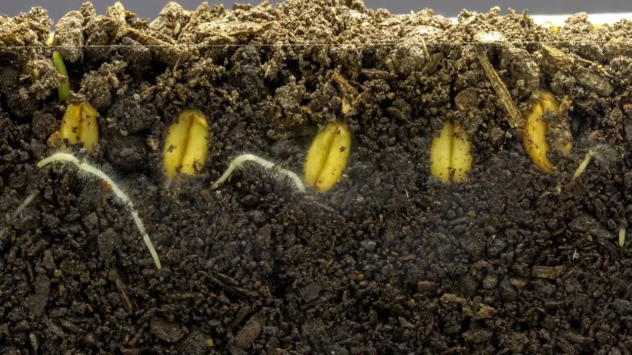 Wheat Seed Growing Timelapse