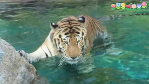 The tiger is very aggressive when looking for food in the water