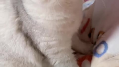 Baby Cats - Cute and Funny Cat Videos Compilation # | Aww Animals