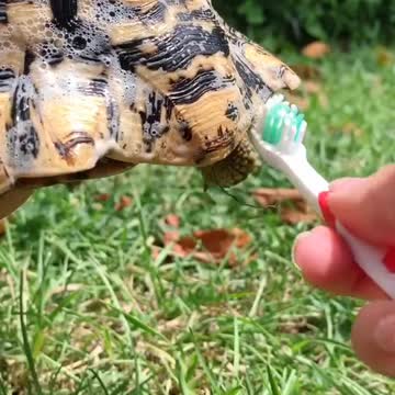Beauty Tortoise Getting a Bath