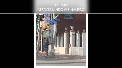 O PATO SINALEIRO