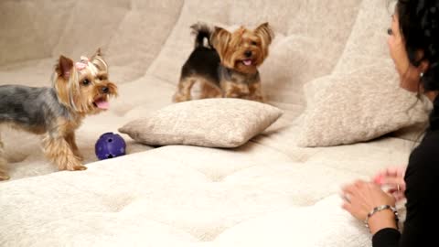 Woman playing with two dogs - Very Cute Dogs