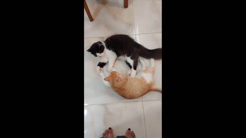 2 cats fighting