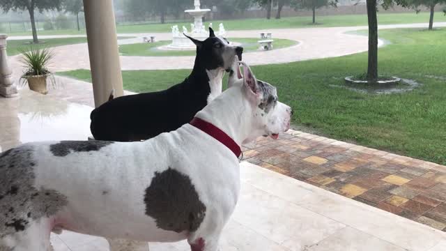 Gran Daneses fascinados por una lluvia torrencial en Florida