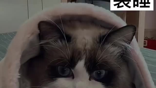 Cute and Funny Cat Video Compilation 2021 _Part _11 #shorts