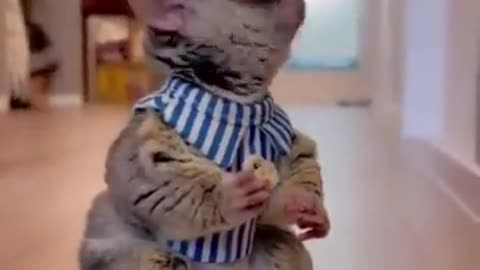 Funny cat video