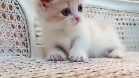 Cat in cute