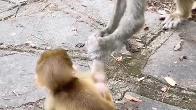 Mother monkey is so clever