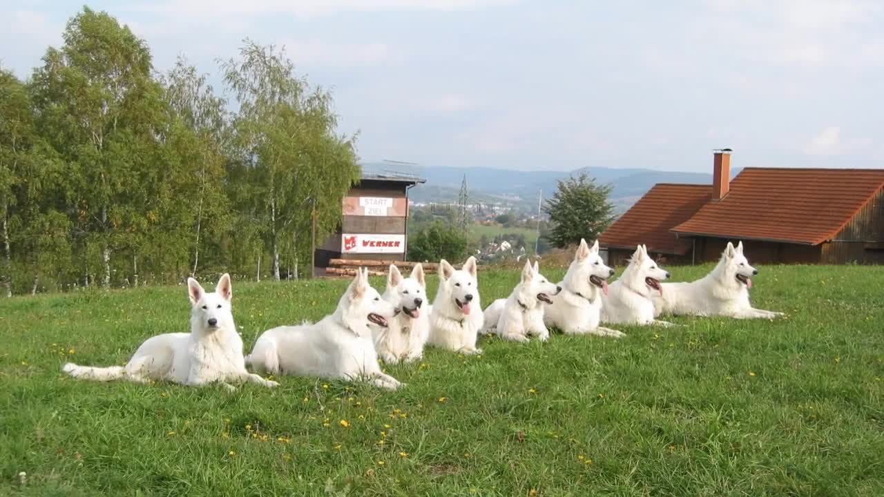 🐕 White Dogs - TOP 10 White Dog Breeds!