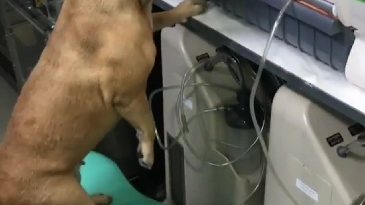 Cute and funny animals