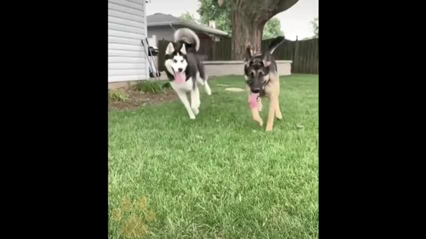 Dogs Grow Up - i'm a big kid now Baby to Adult Dogs instantly with sample trick