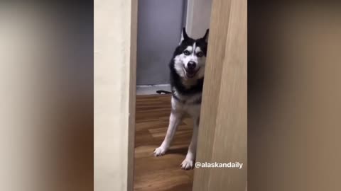 Husky's know he's in Trouble, caught bij owner